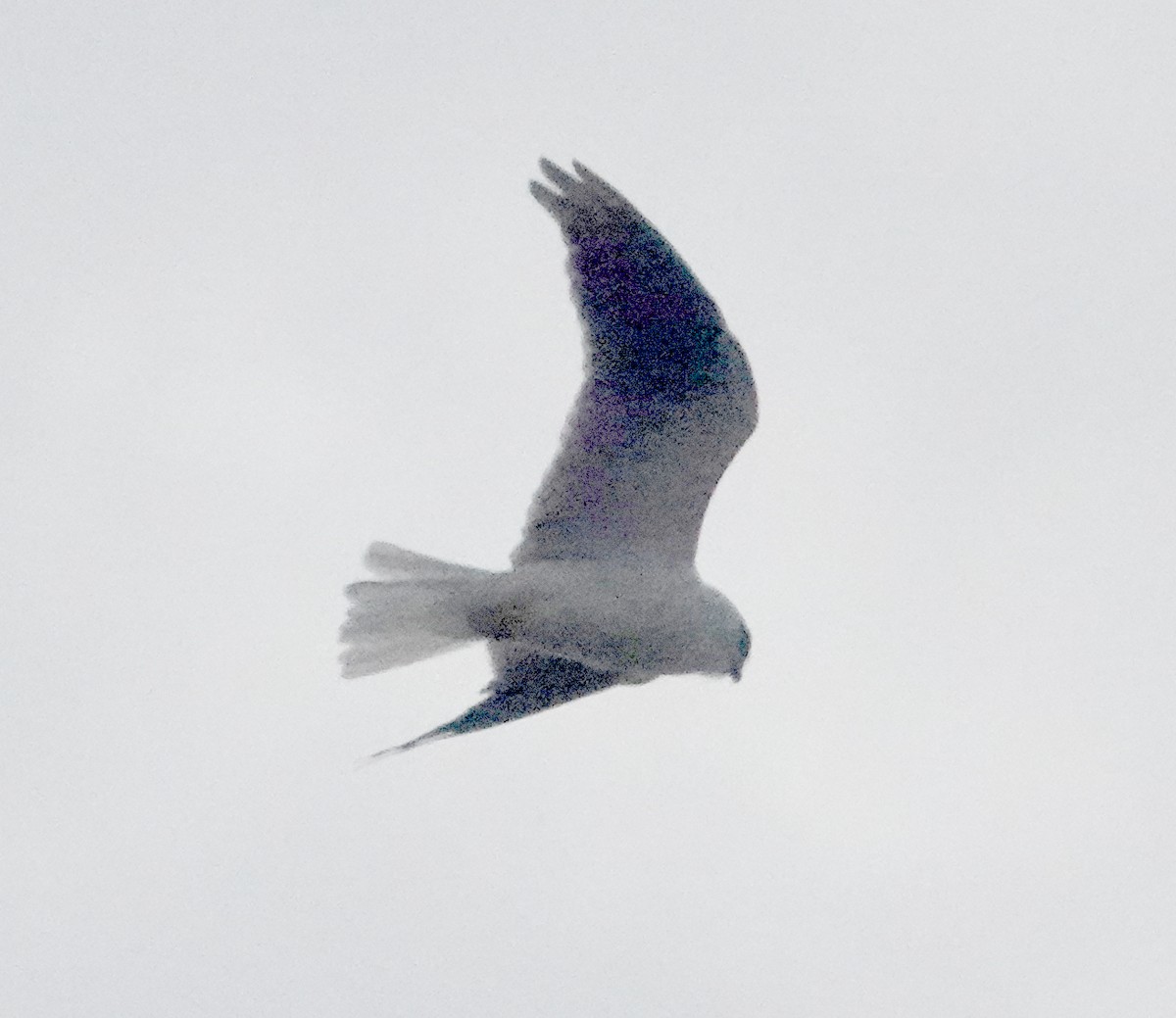 Black-shouldered Kite - ML613336377