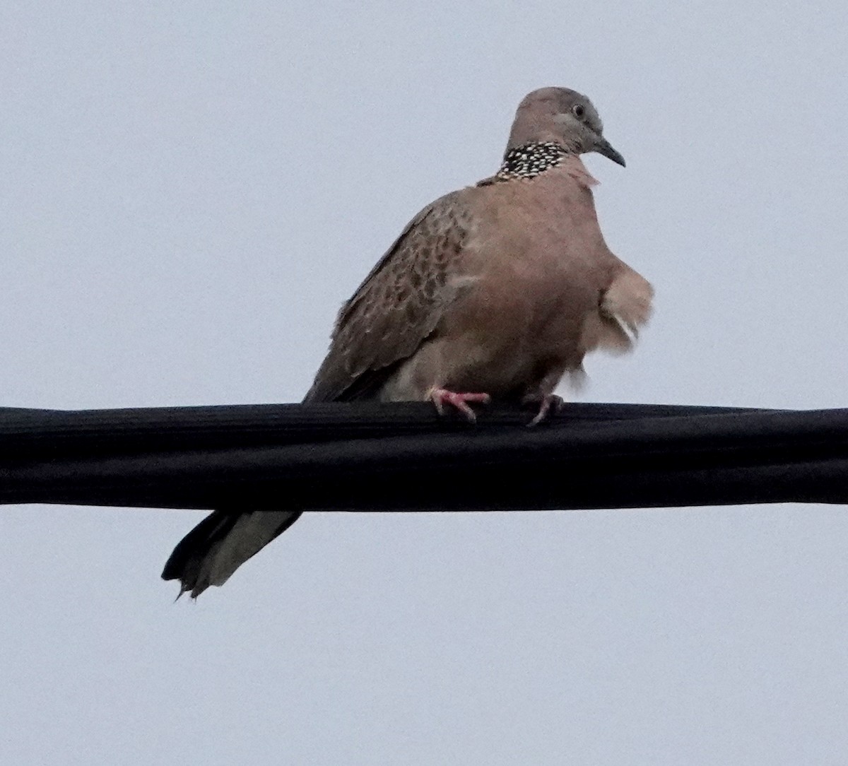 Spotted Dove - ML613336640