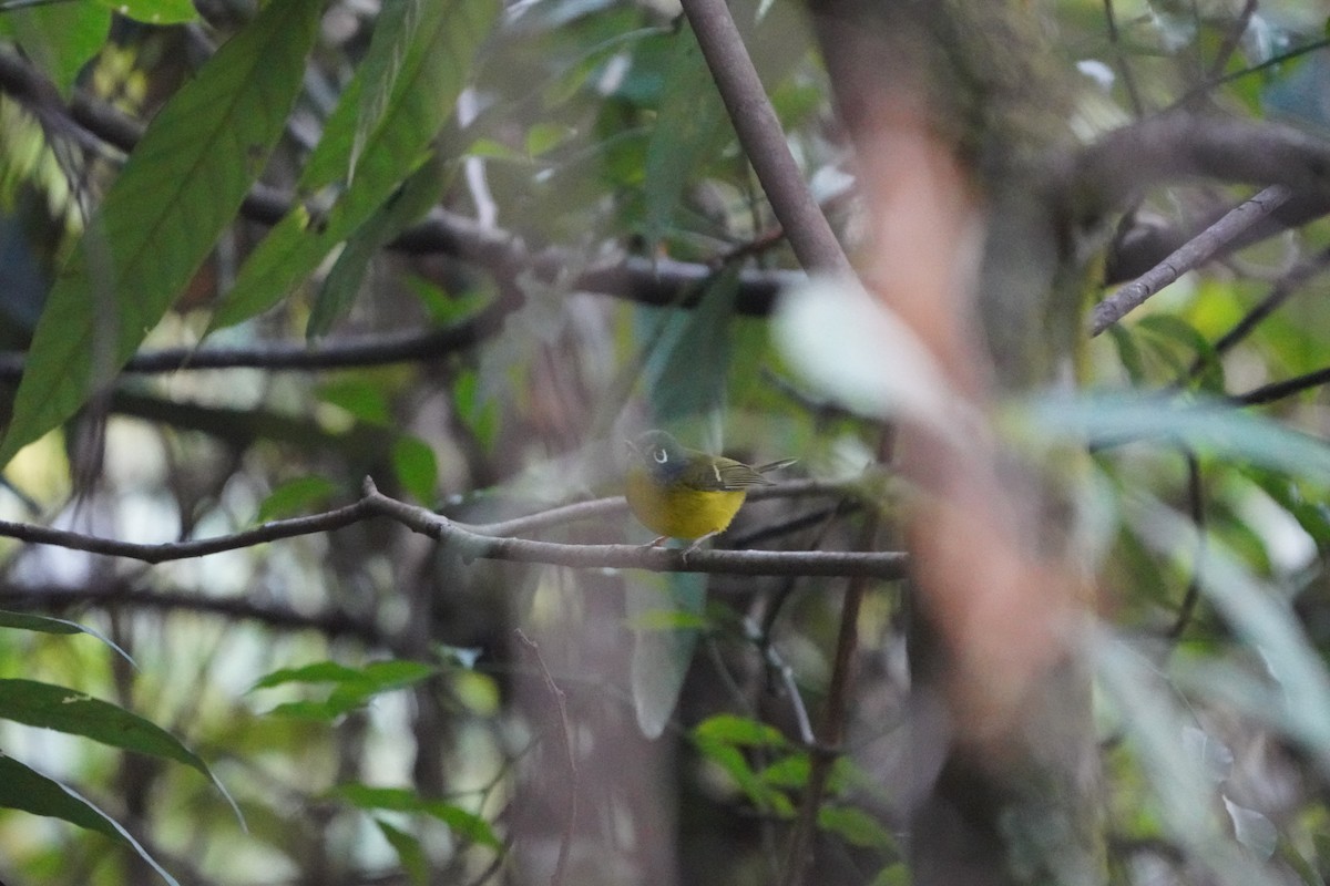 Gray-cheeked Warbler - ML613336918