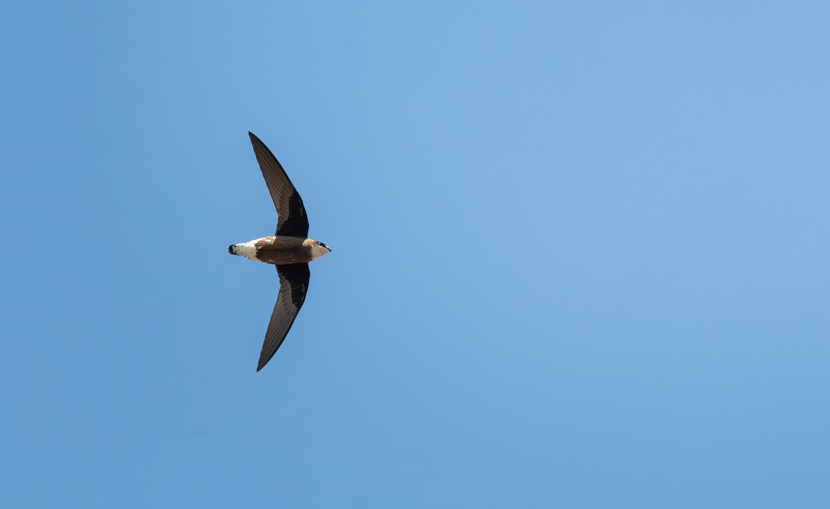 White-throated Needletail - Martin Anderson