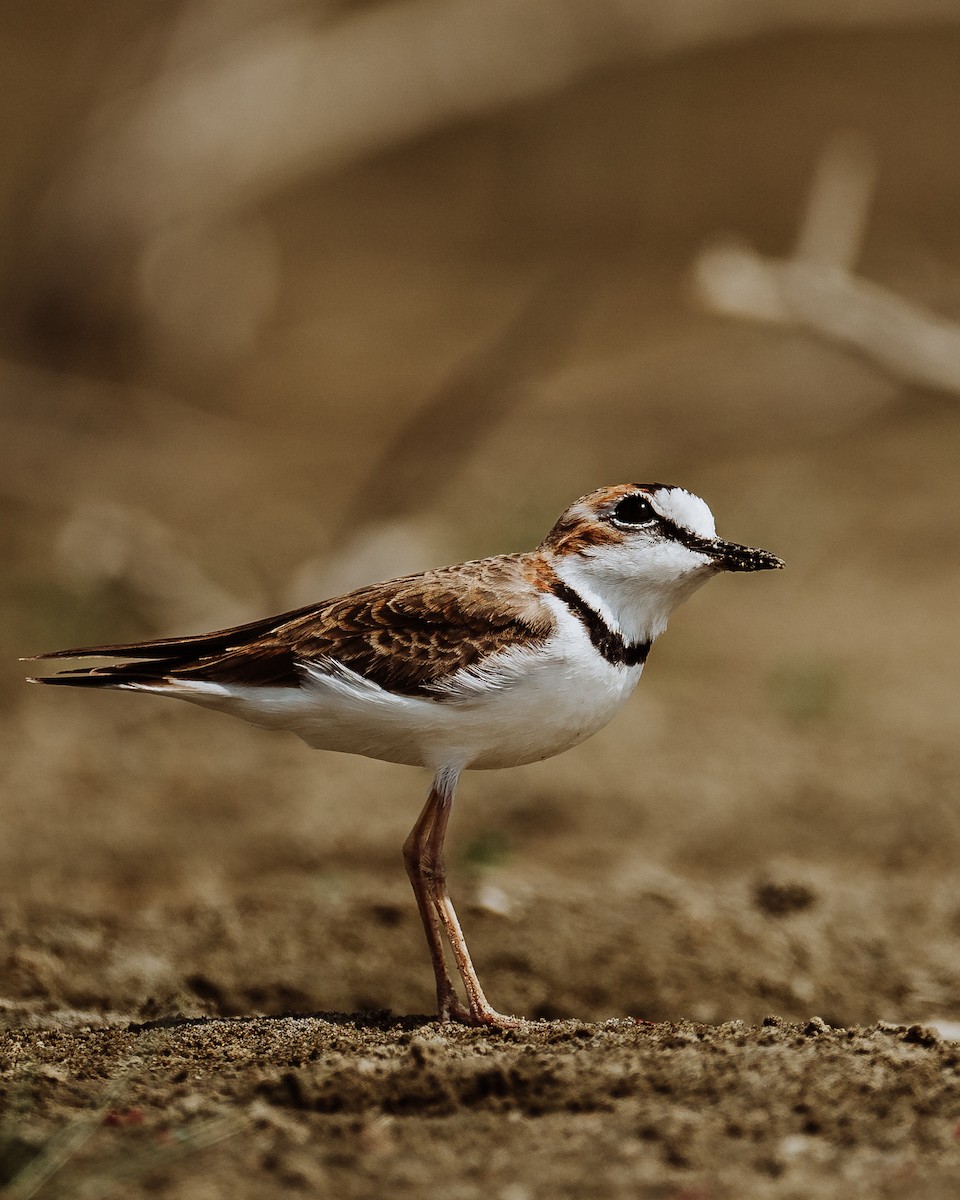 Collared Plover - ML613337599
