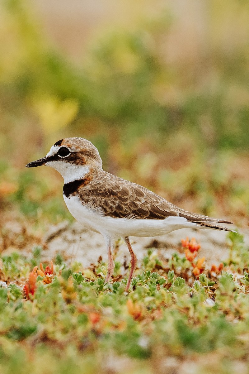 Collared Plover - ML613337600