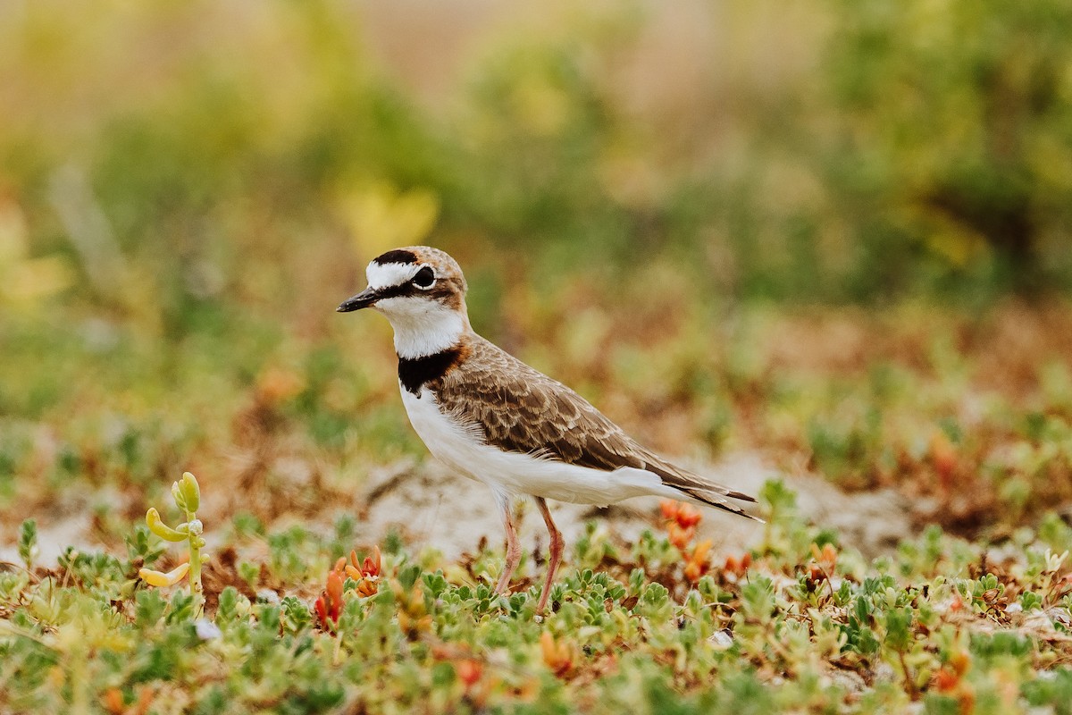 Collared Plover - ML613337601