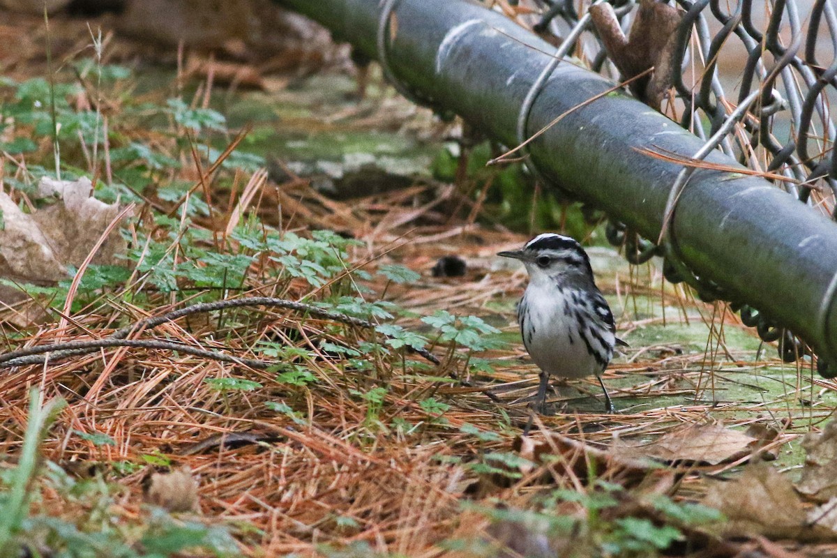 Black-and-white Warbler - ML613337954