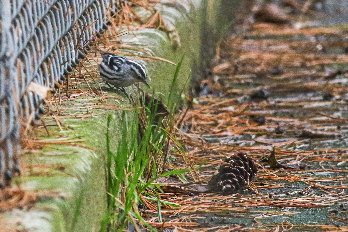 Black-and-white Warbler - ML613337955