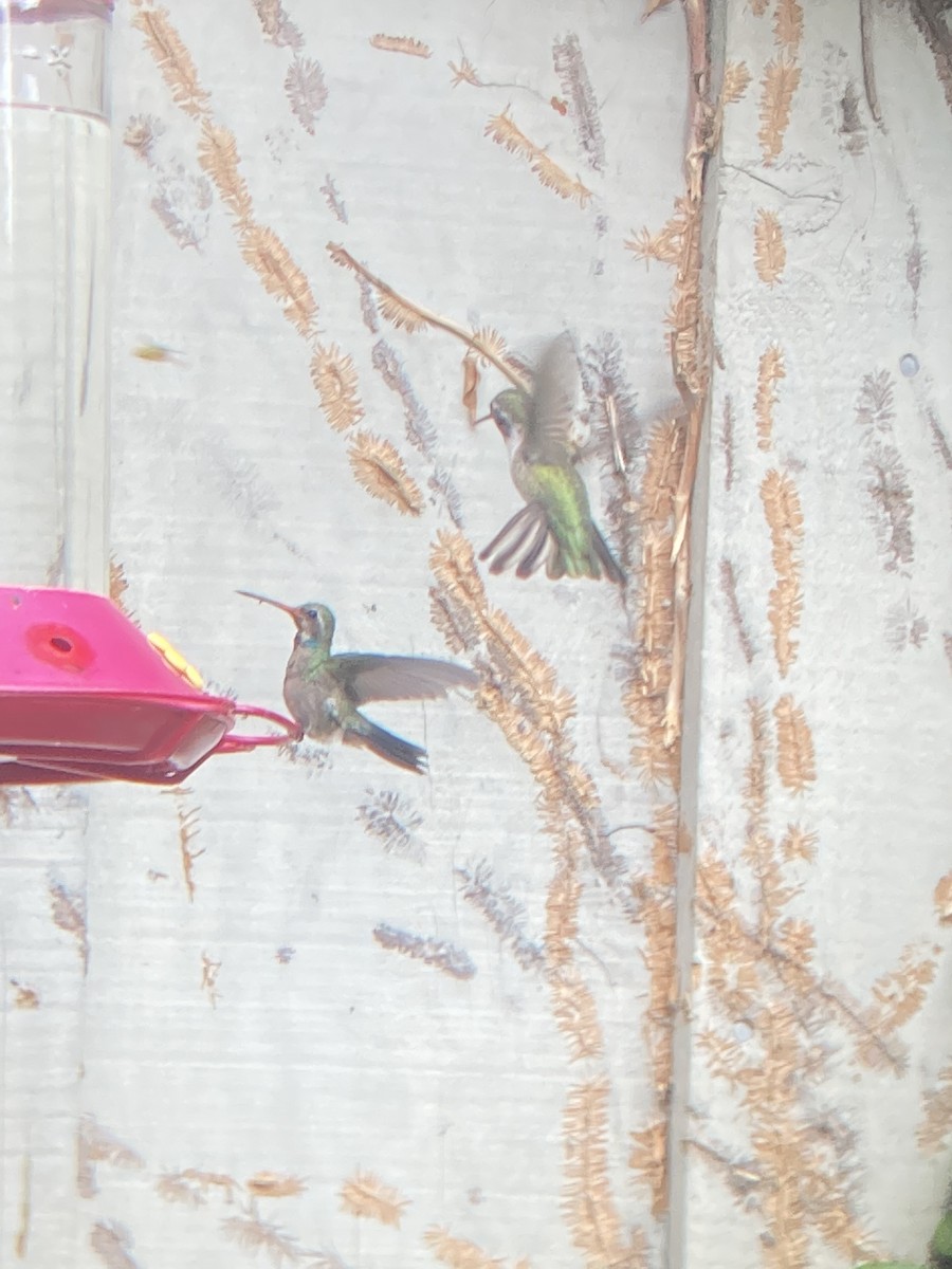 Broad-billed Hummingbird - ML613337967