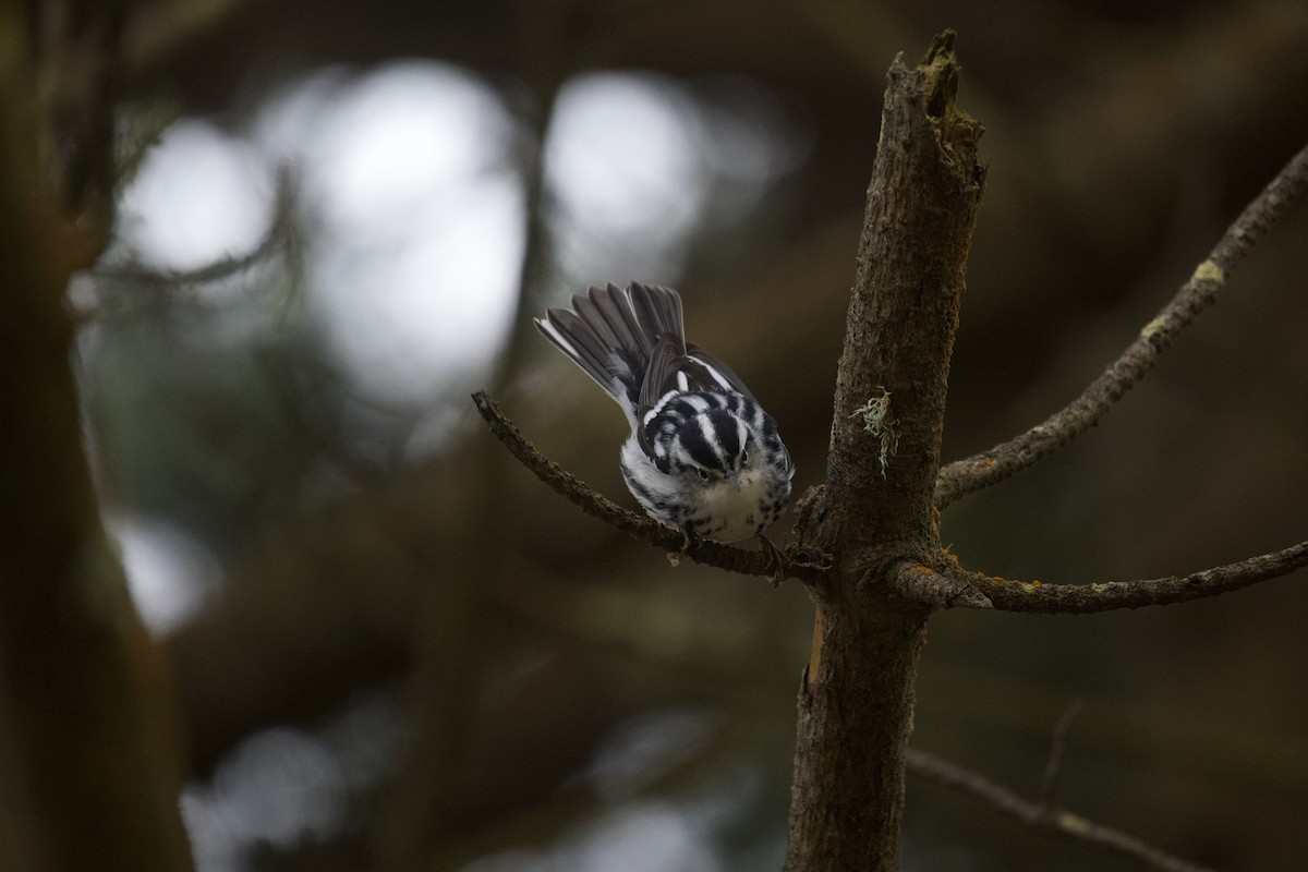 Black-and-white Warbler - ML613338186