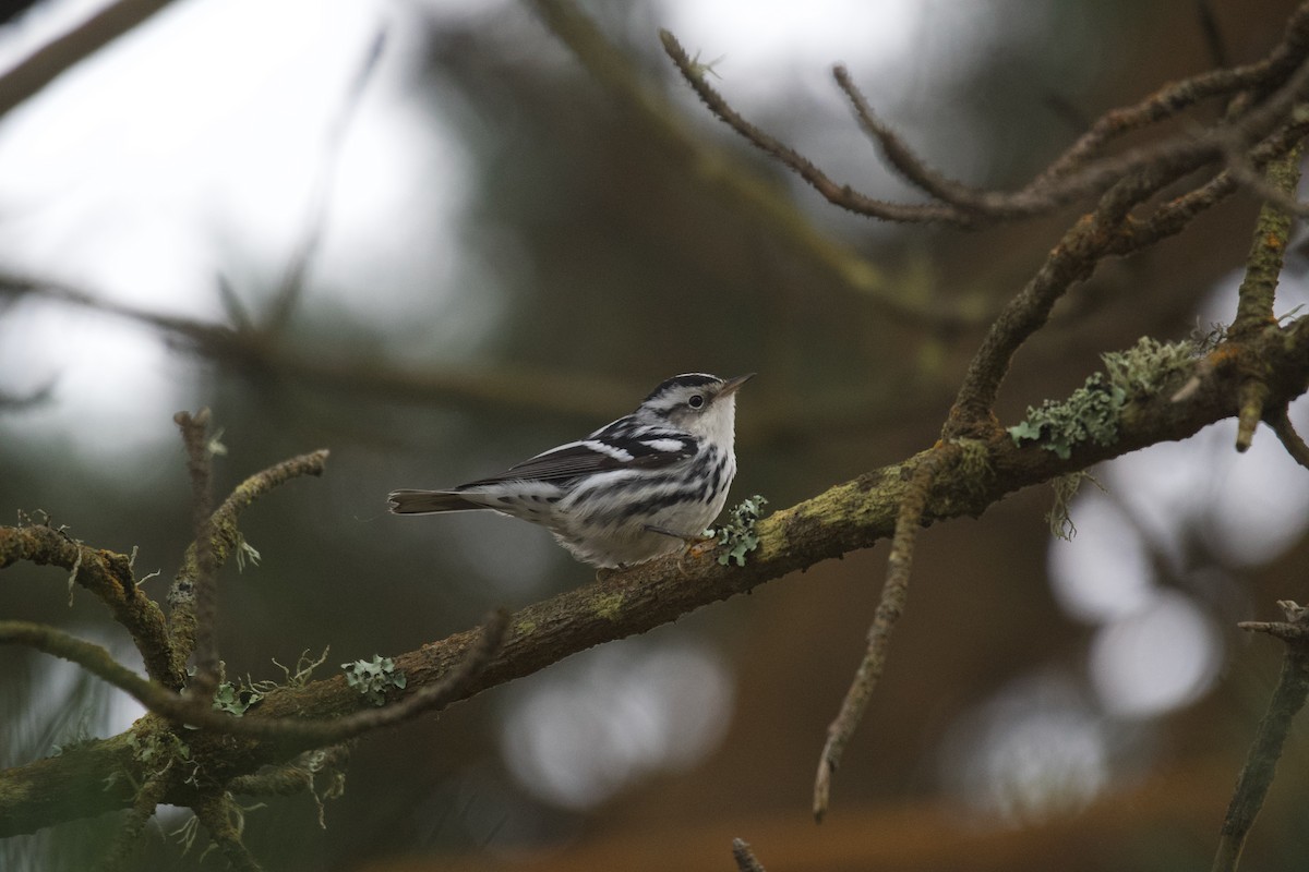 Black-and-white Warbler - ML613338187