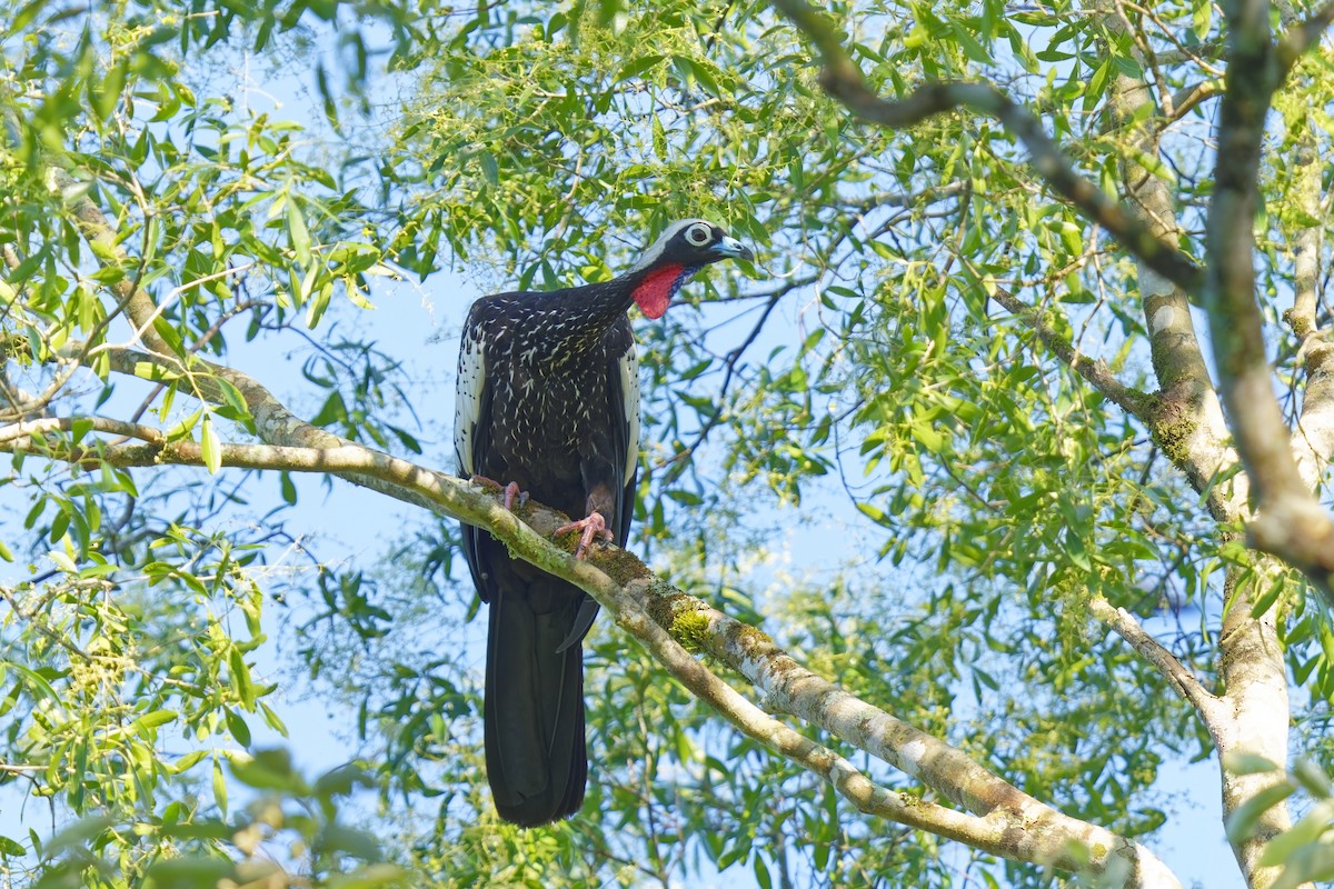 Black-fronted Piping-Guan - ML613338396