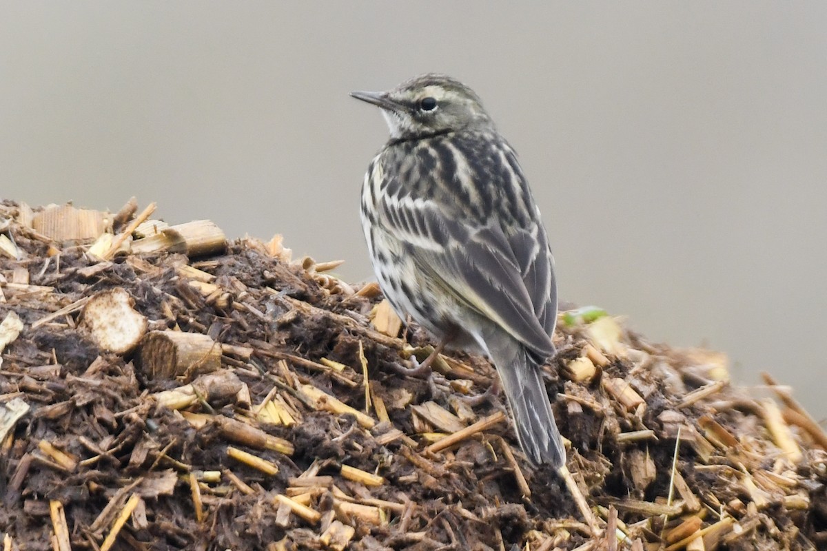 Olive-backed Pipit - ML613338460