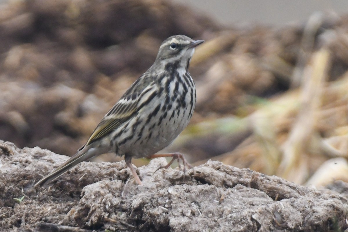 Olive-backed Pipit - ML613338461