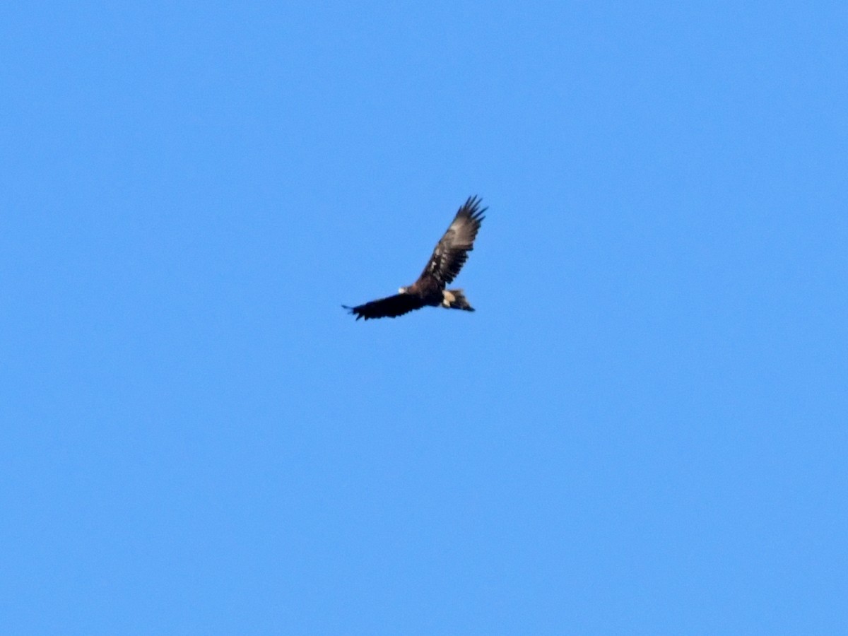 EBird Checklist 10 Jan 2024 Valley Road Langwarrin 21 Species   1200