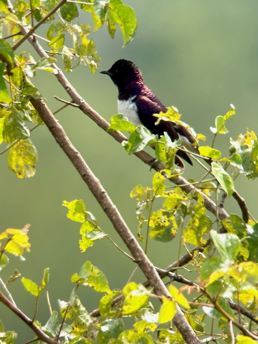Violet-backed Starling - ML613338932