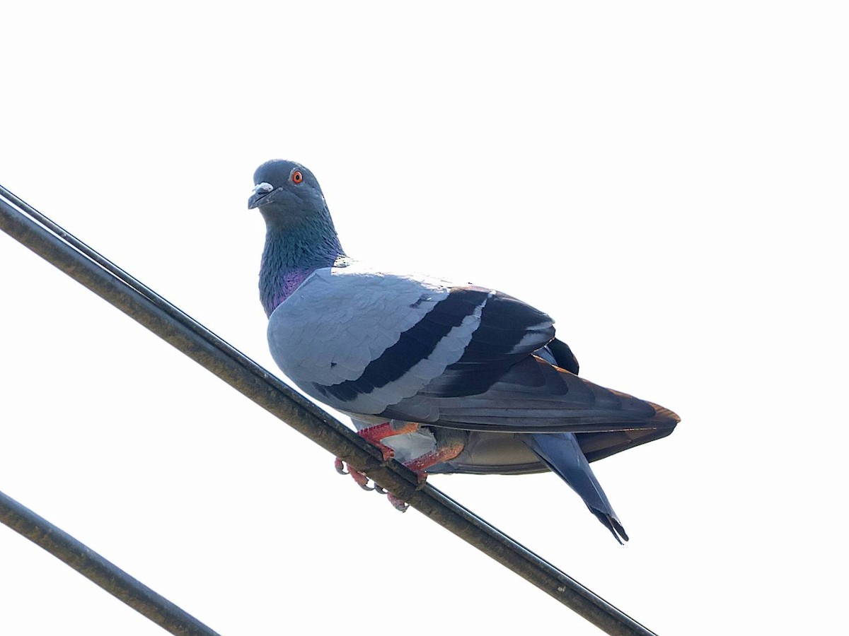 Rock Pigeon (Feral Pigeon) - ML613339144