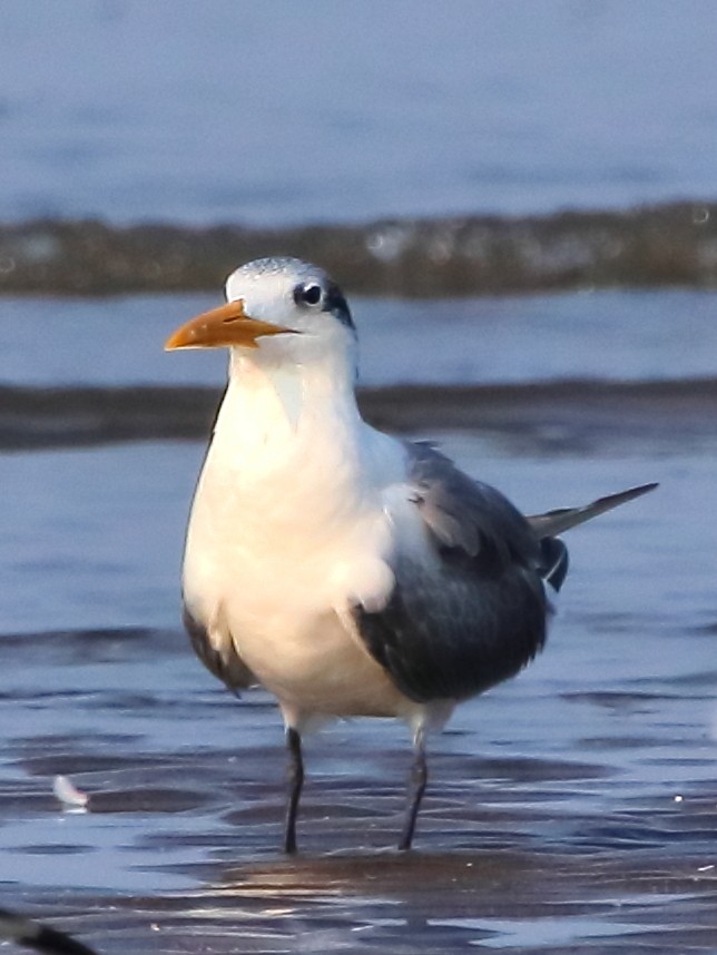 Great Crested Tern - ML613339476