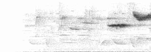  - Tanimbar Flycatcher