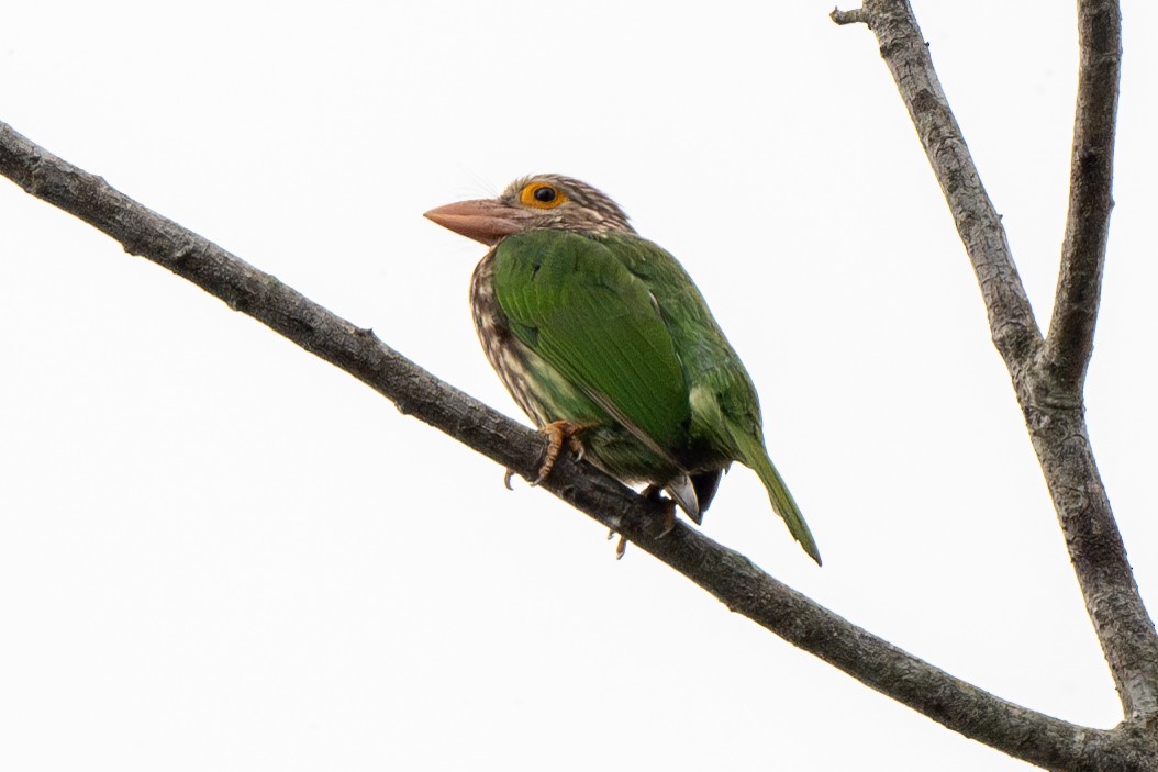 Lineated Barbet - ML613340095