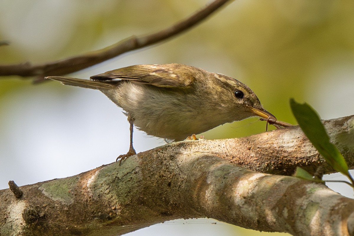 Two-barred Warbler - ML613340171