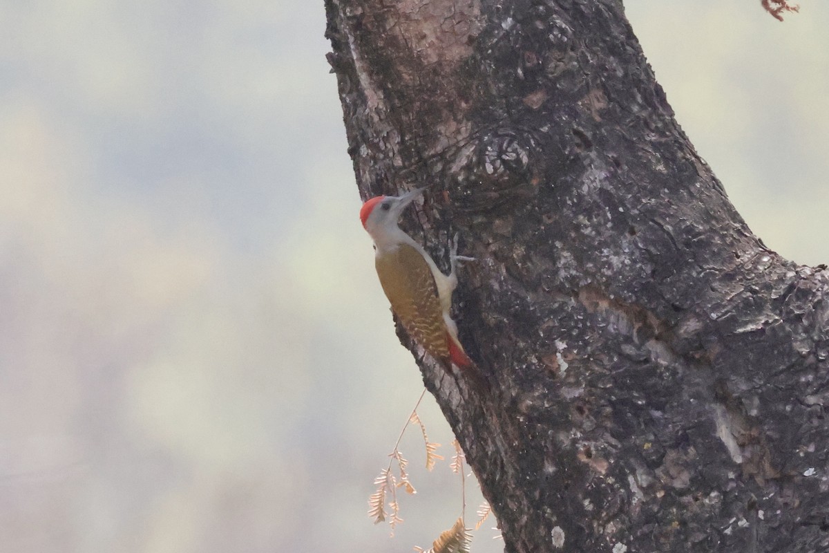 African Gray Woodpecker (Gray) - ML613340209