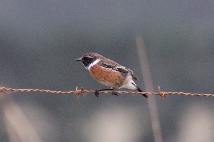 African Stonechat (African) - ML613340228