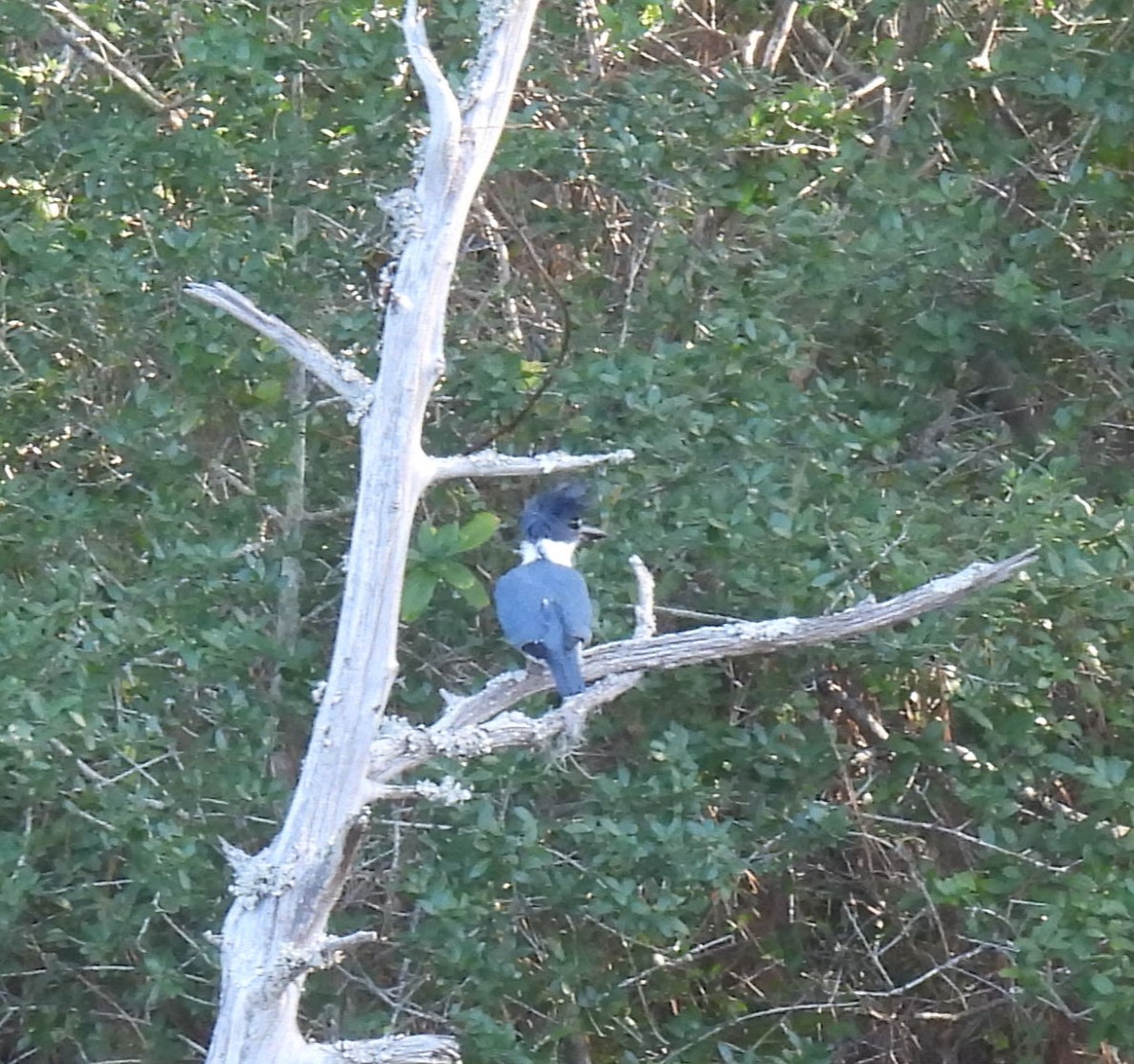 Belted Kingfisher - ML613340308