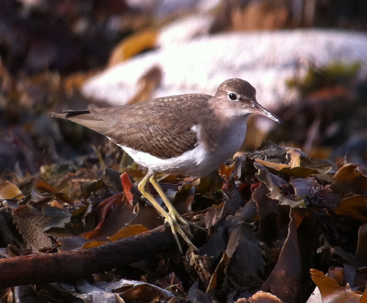 Spotted Sandpiper - David Campbell