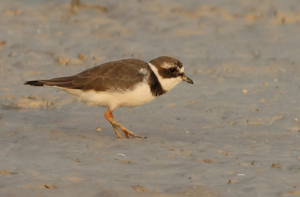 Common Ringed Plover - ML613340630