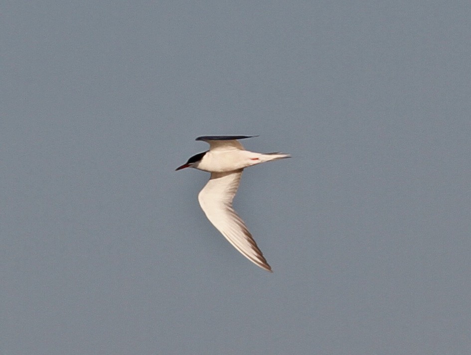 Common Tern - ML613341216