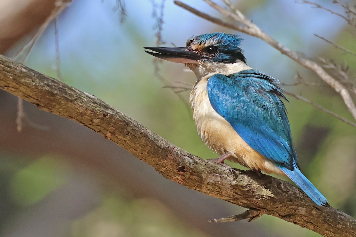 Sacred Kingfisher (Australasian) - ML613341251