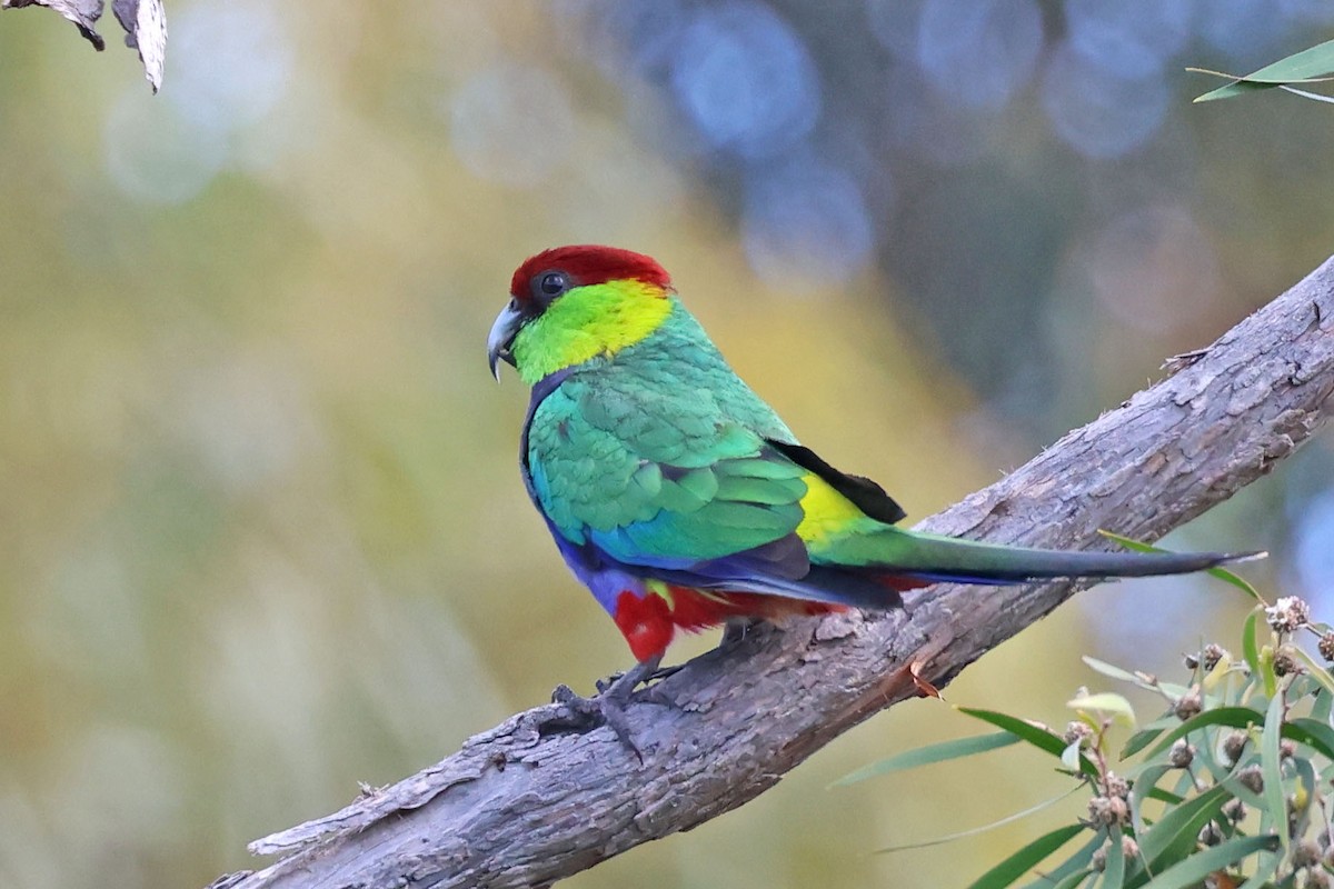 Red-capped Parrot - ML613341256