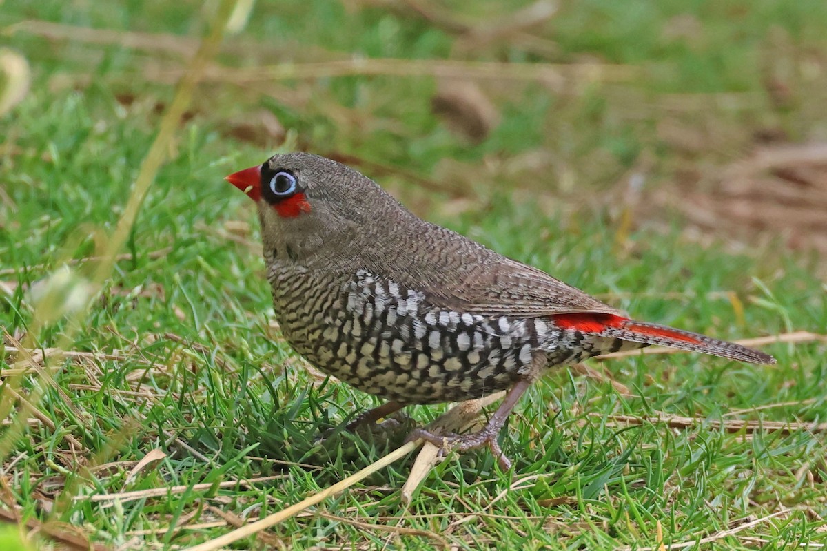Red-eared Firetail - ML613341270