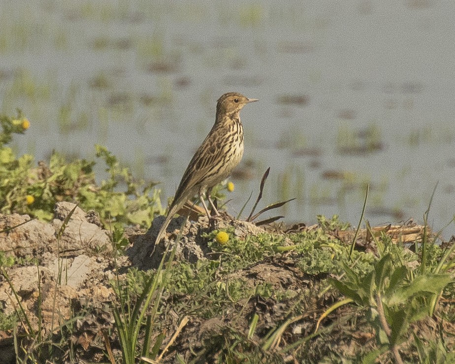 Red-throated Pipit - Paul Farrell
