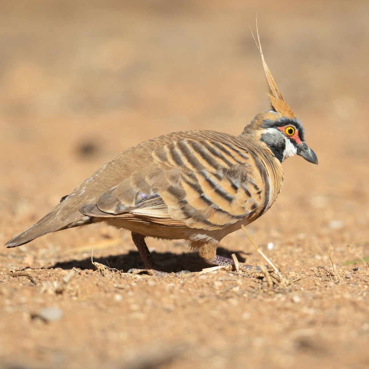 Spinifex Pigeon - ML613341496