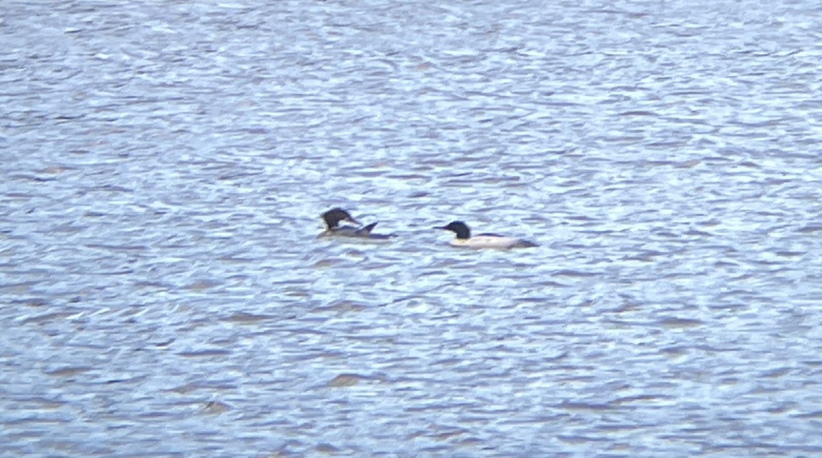 North Carolina Bird Atlas Checklist 10 Jan 2024 Beaver Lake Bird