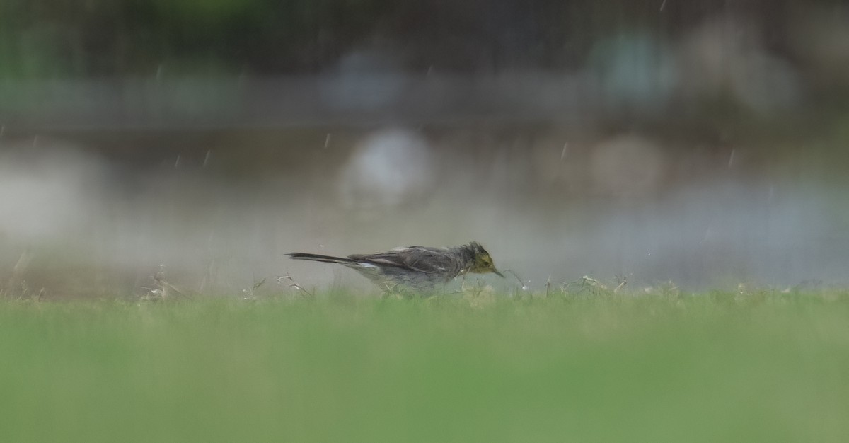 Citrine Wagtail - ML613341635