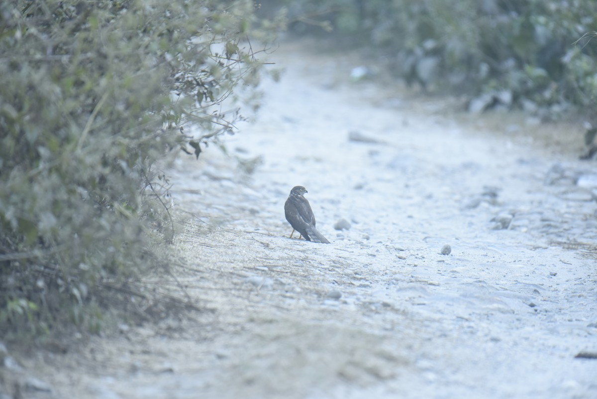 Eurasian Sparrowhawk - ML613341720