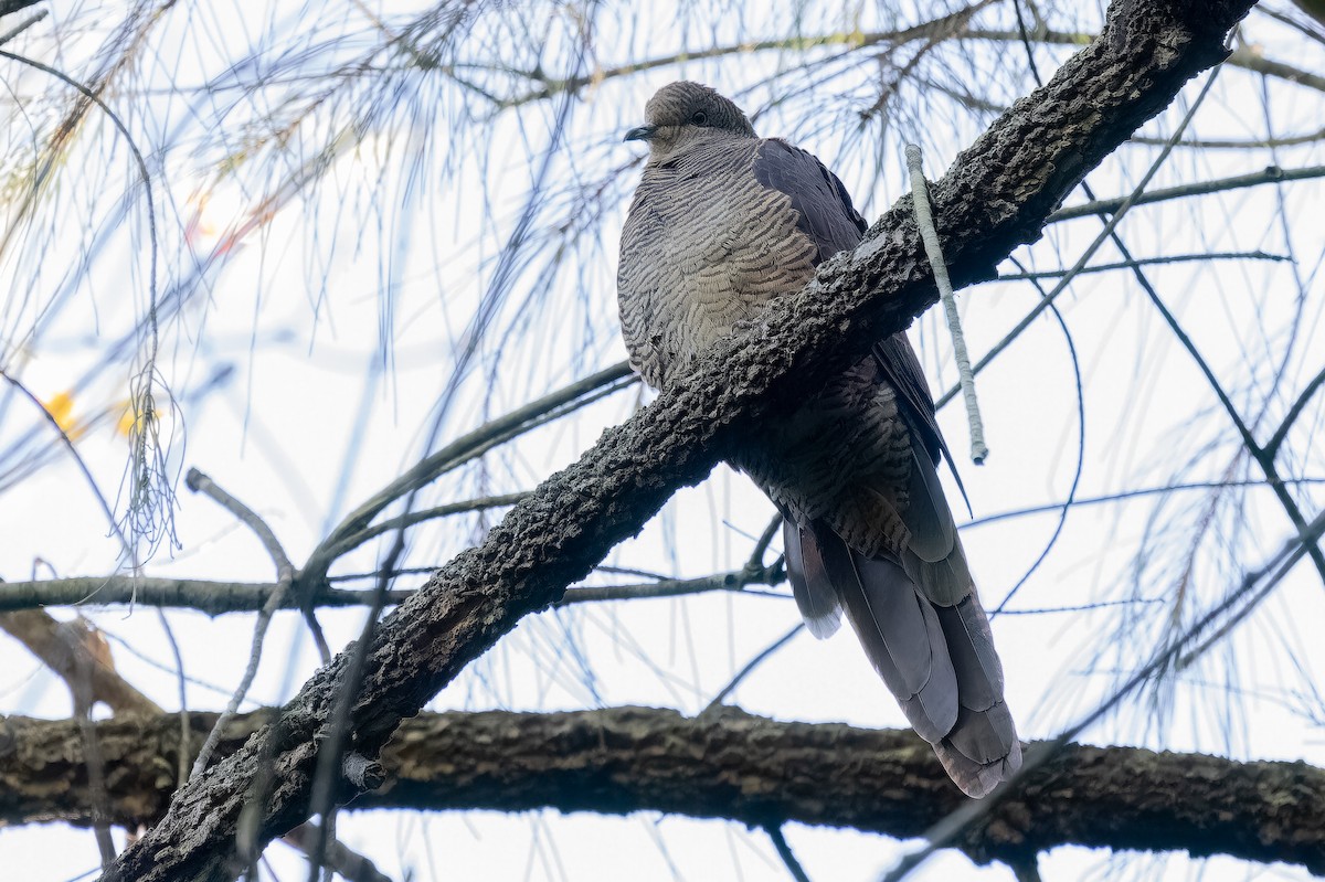 Barred Cuckoo-Dove - ML613341911