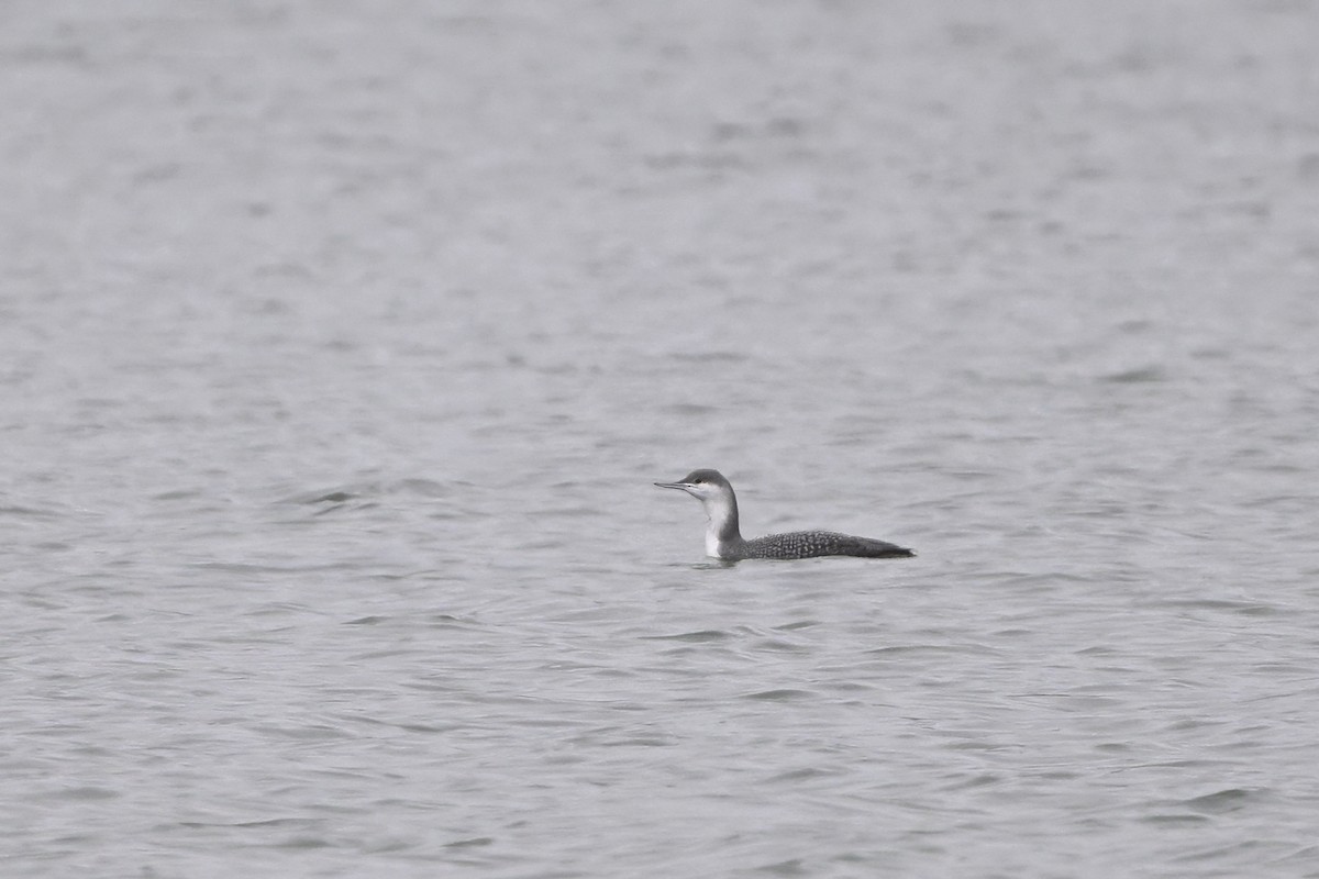 ebird-checklist-9-jan-2024-fairfax-state-recreation-area-15-species