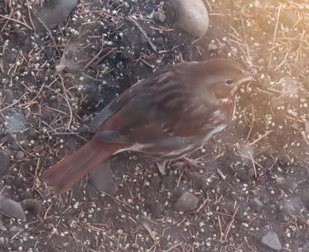 Fox Sparrow (Red) - ML613342087