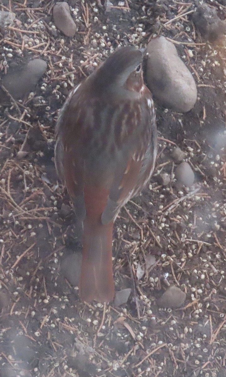 Fox Sparrow (Red) - ML613342089
