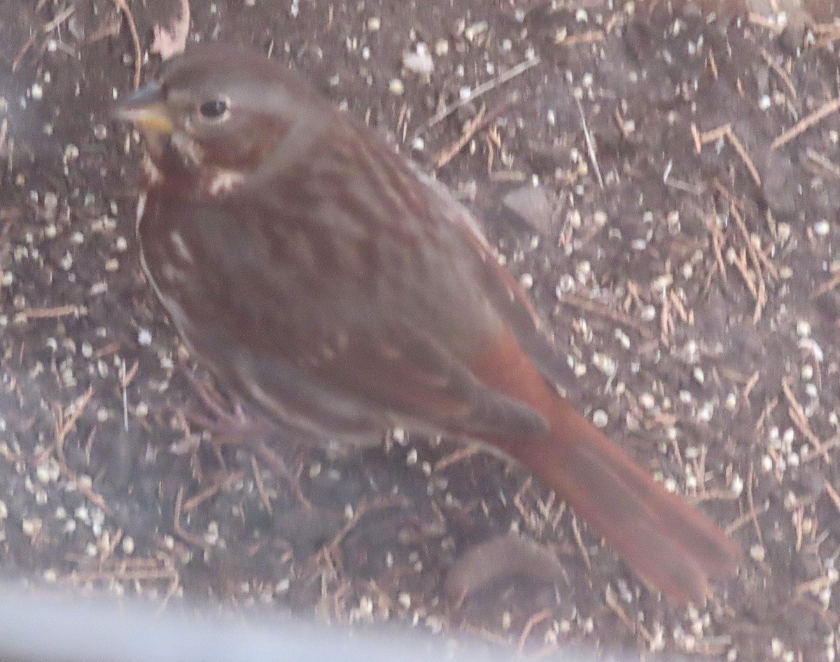 Fox Sparrow (Red) - ML613342090