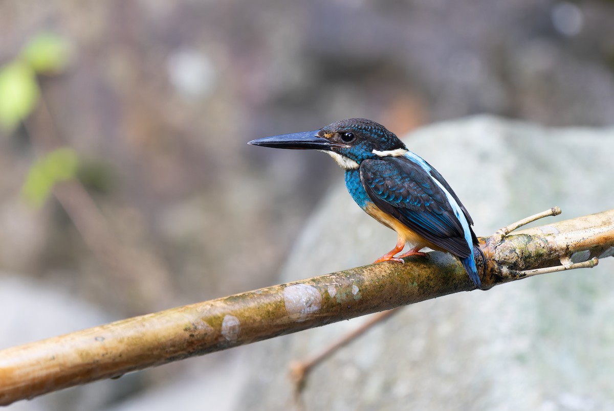 Javan Blue-banded Kingfisher - Jakapat Vanichanan