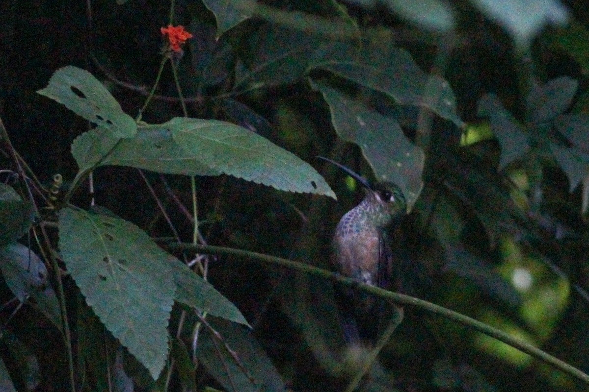 Violet-chested Hummingbird - Yaudimar Bermúdez