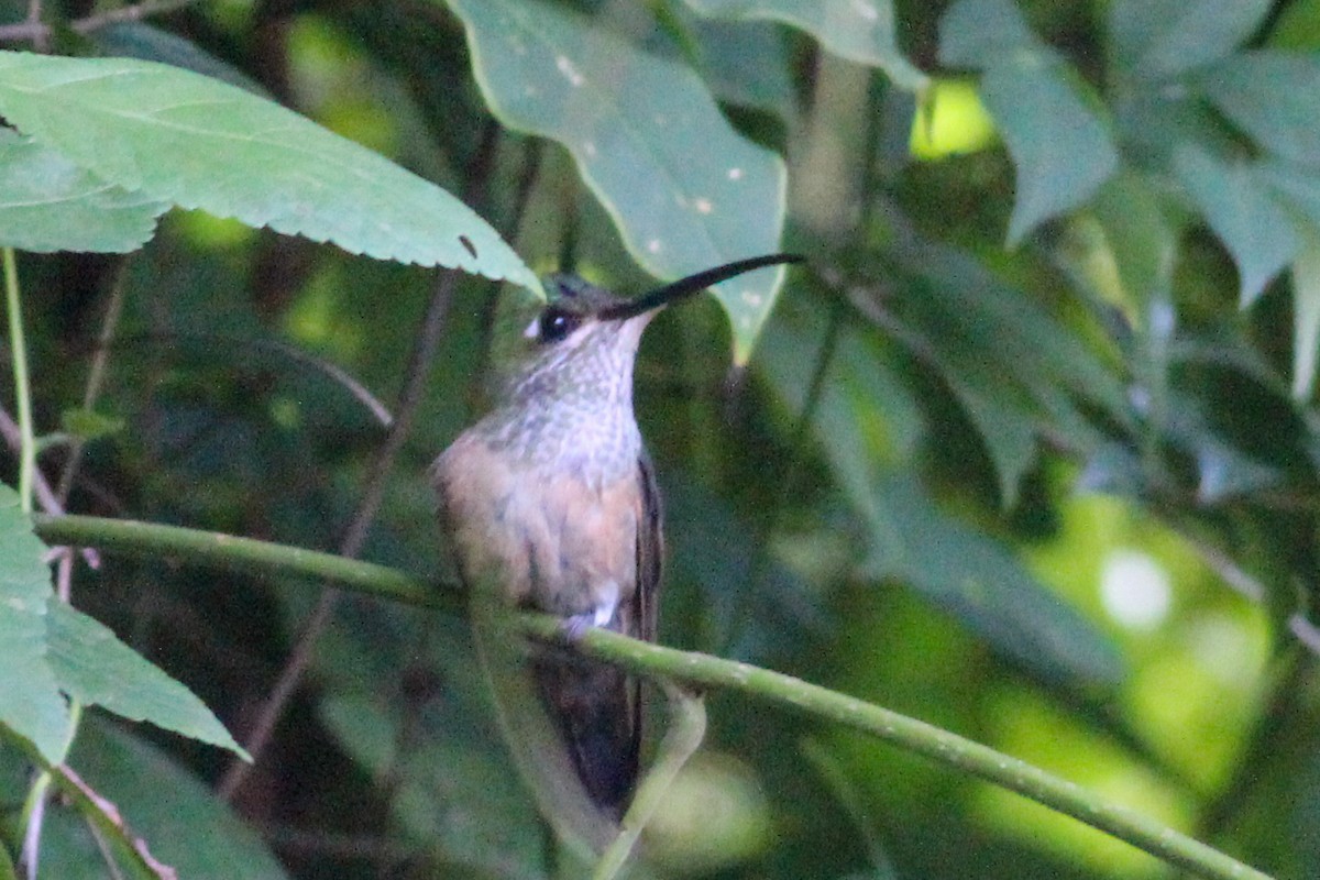 kolibřík fialovoprsý - ML613342372
