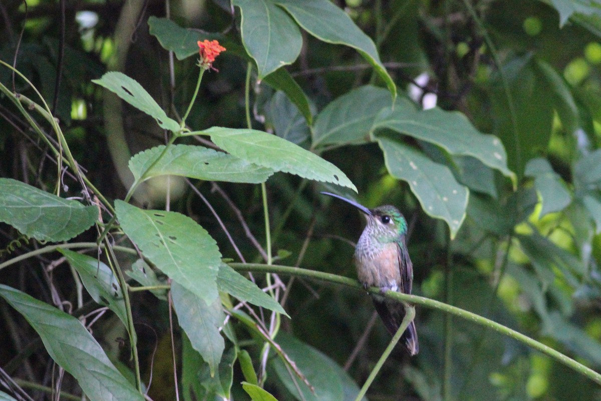 kolibřík fialovoprsý - ML613342373
