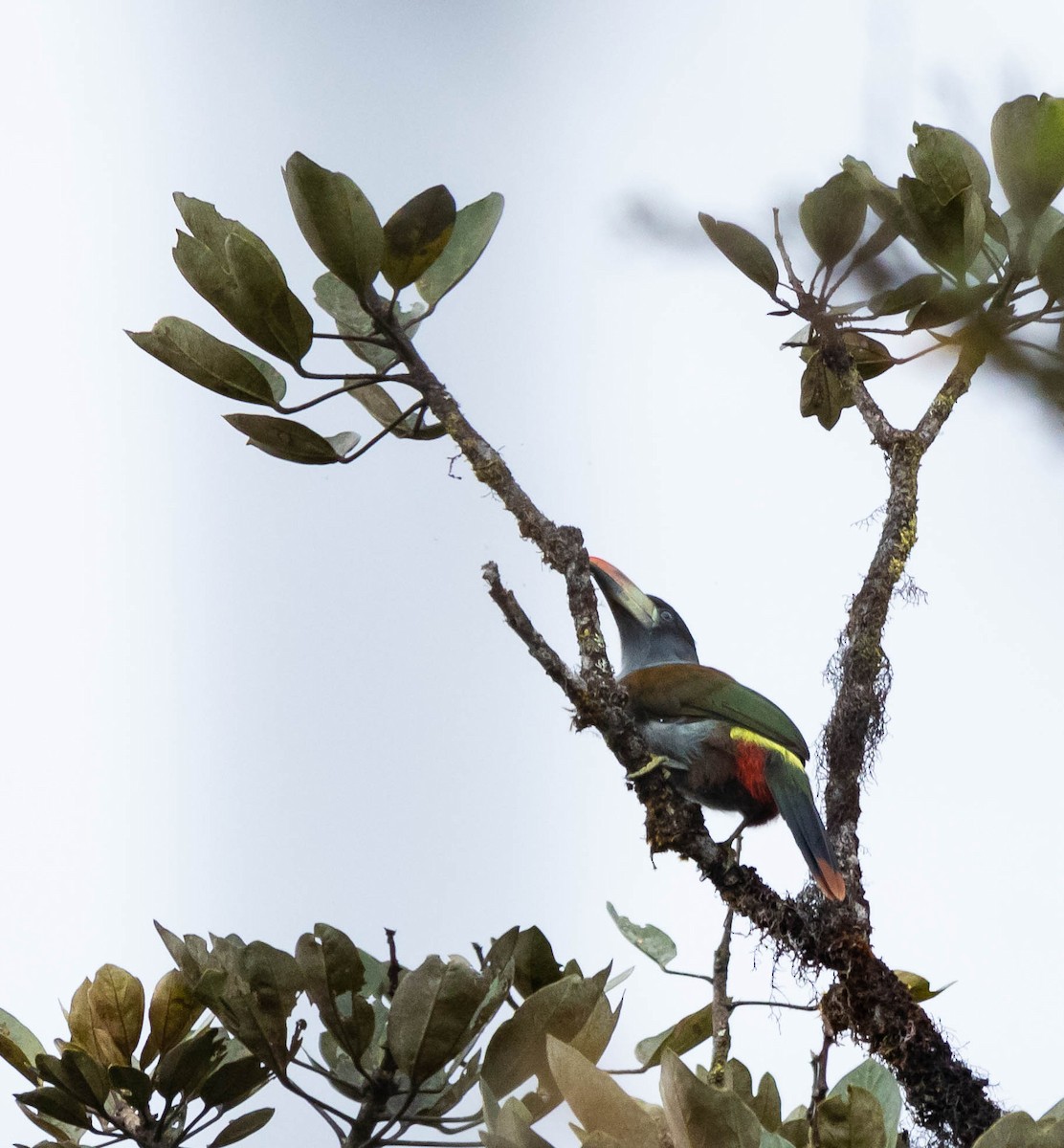 Gray-breasted Mountain-Toucan - ML613342589