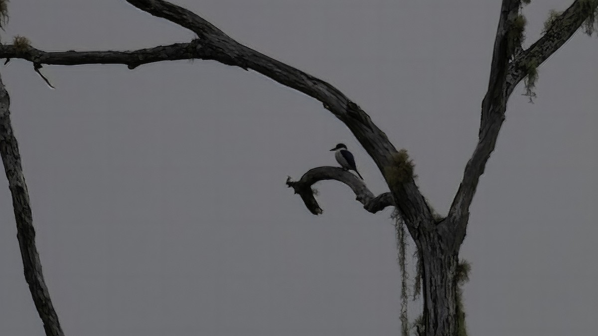 Forest Kingfisher - ML613342625