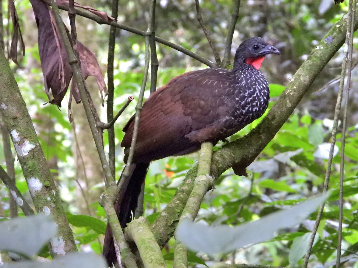 eBird Checklist - 9 Jan 2024 - SFF Otún Quimbaya - 51 species