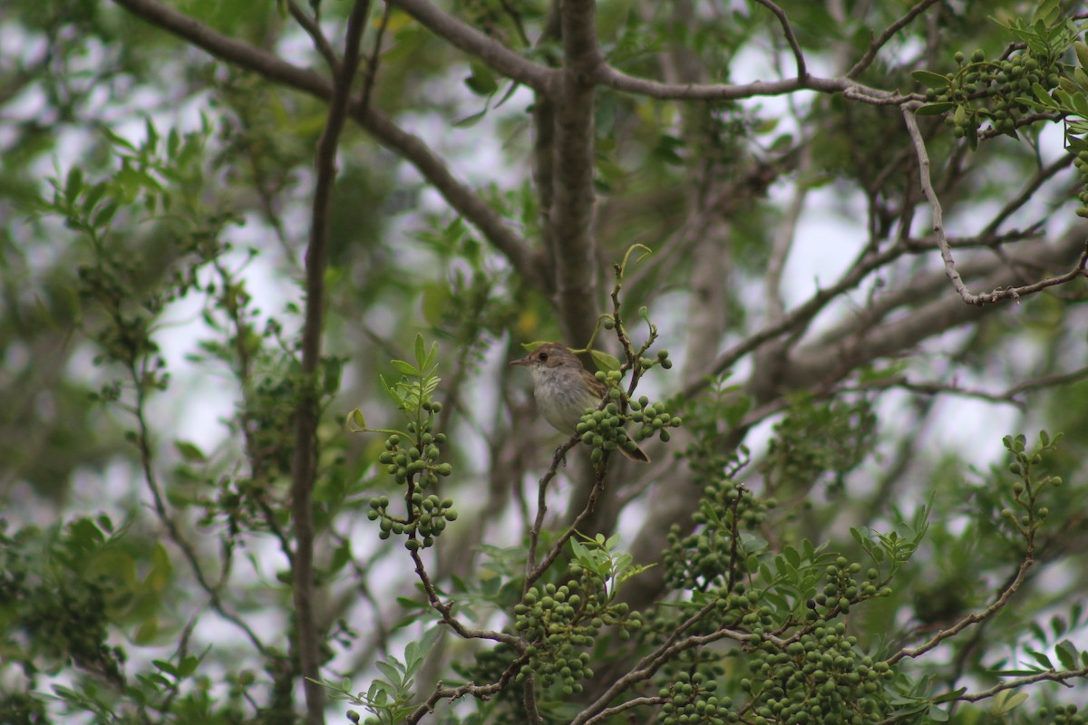 Fulvous-crowned Scrub-Tyrant - ML613342897