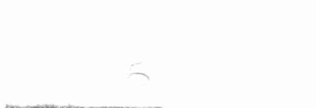 Горобець сніговий - ML613342917